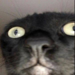 Meet your Posher, Lkym